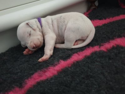 Les chiots de Dalmatien