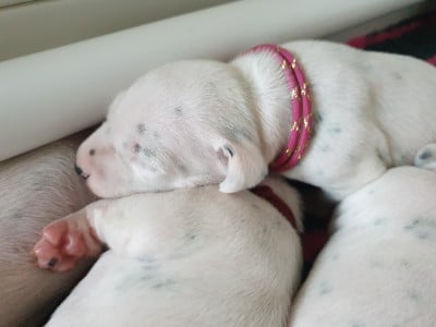 Les chiots de Dalmatien