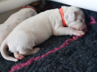 Les chiots de Dalmatien