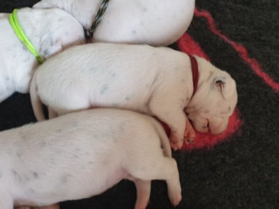 Les chiots de Dalmatien