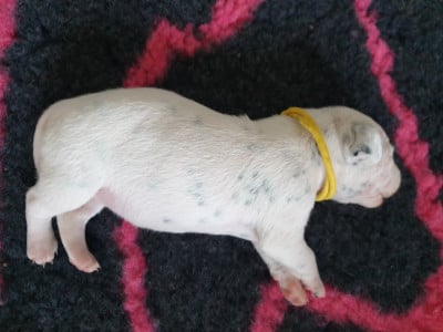 Les chiots de Dalmatien