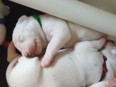 Les chiots de Dalmatien