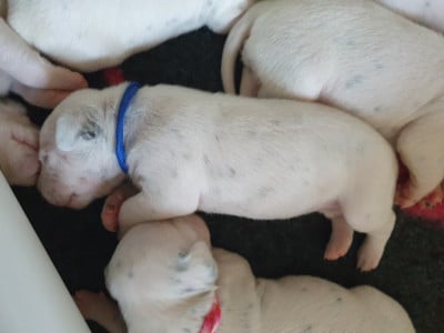 Les chiots de Dalmatien