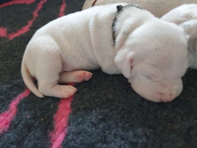 Les chiots de Dalmatien