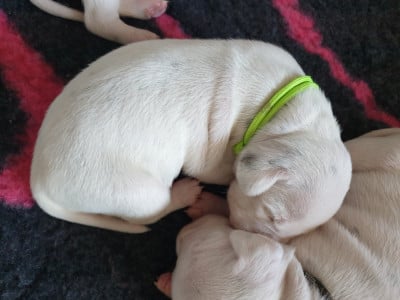 Les chiots de Dalmatien