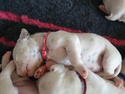 Les chiots de Dalmatien