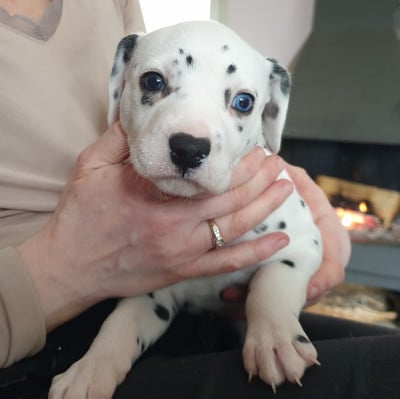 Les chiots de Dalmatien