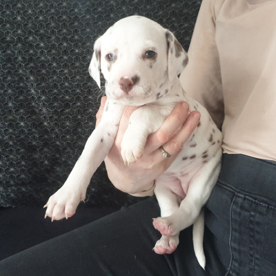 Les chiots de Dalmatien