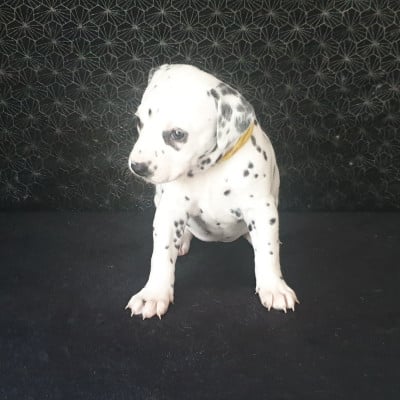 Les chiots de Dalmatien