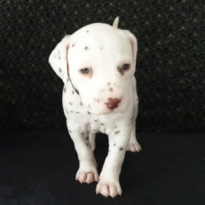 Les chiots de Dalmatien