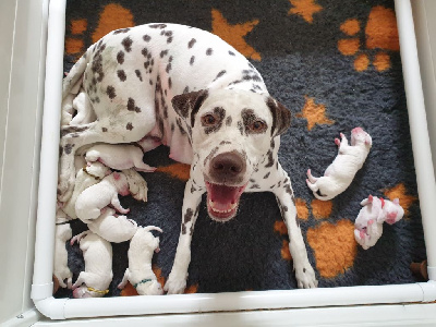 Les chiots de Dalmatien