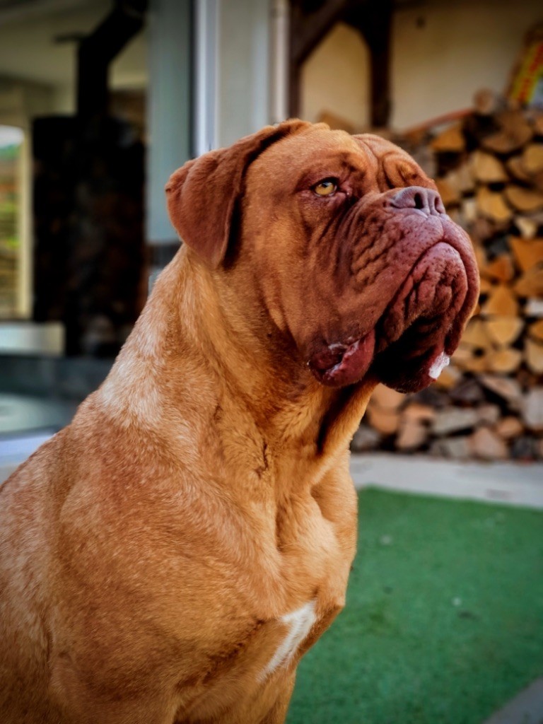 Princesse ideal De La Commanderie Des Molosses