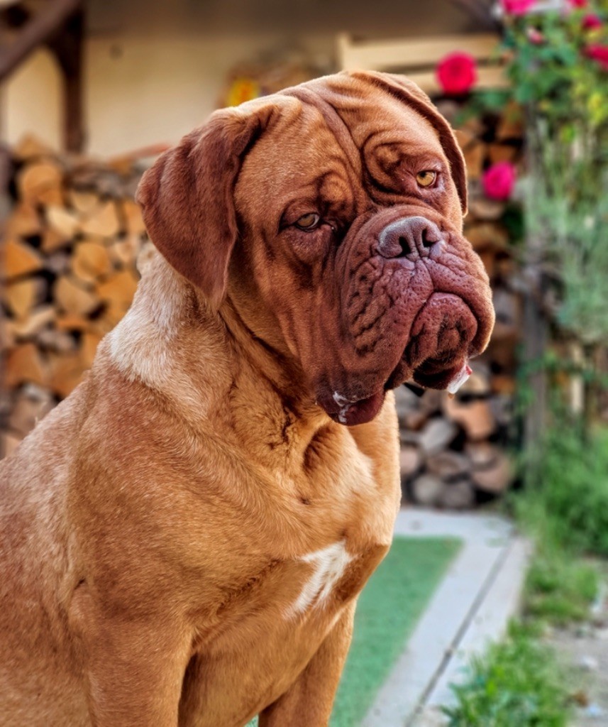 Princesse ideal De La Commanderie Des Molosses