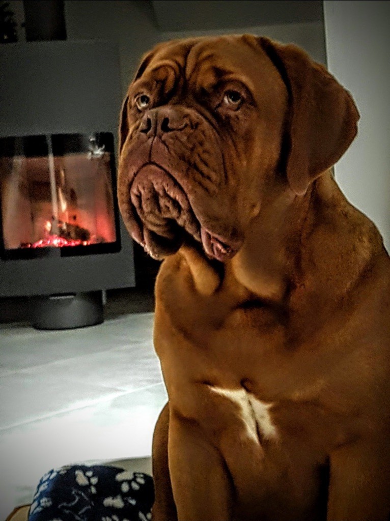 Princesse ideal De La Commanderie Des Molosses