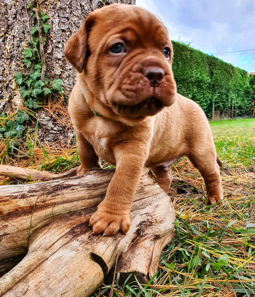 Dogue de Bordeaux