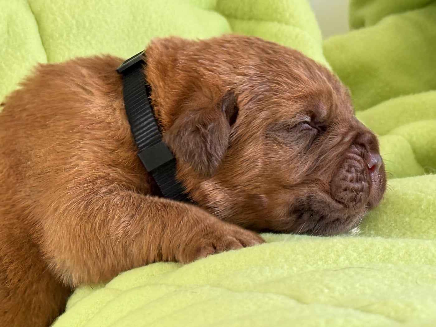 Collier noir Masque marron - Dogue de Bordeaux