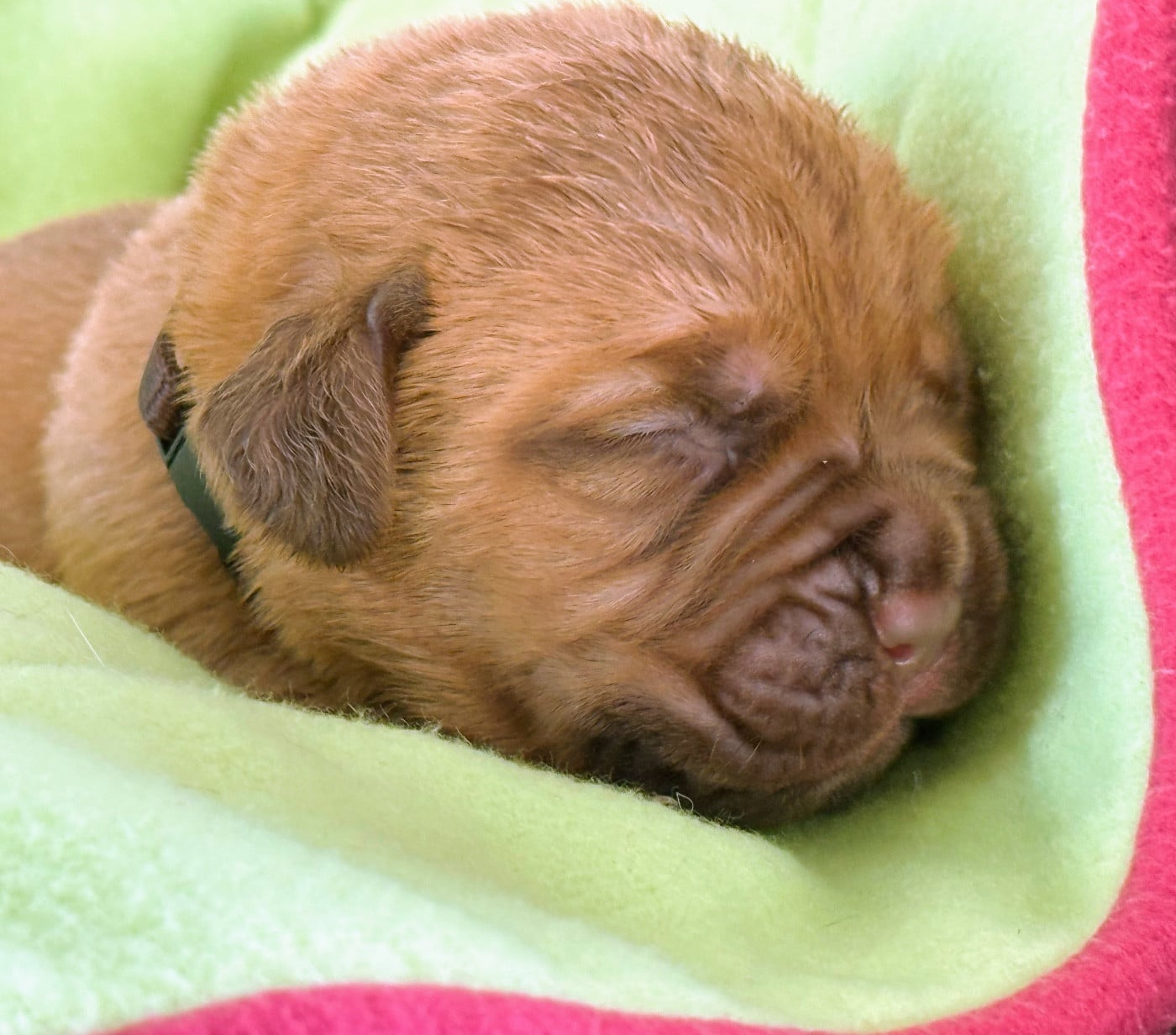 Collier marron Masque marron - Dogue de Bordeaux