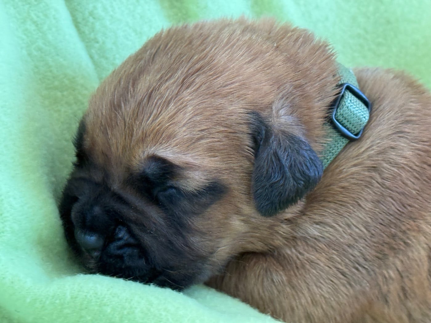 Collier kaki Masque noir - Dogue de Bordeaux