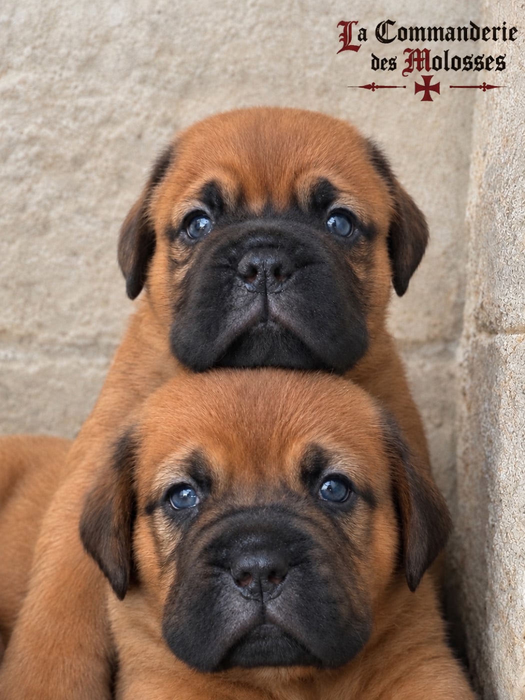 Dogue de Bordeaux - De La Commanderie Des Molosses