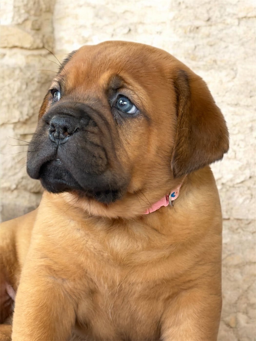 Femelle disponible - Dogue de Bordeaux