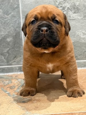 Les chiots de Dogue de Bordeaux