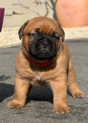 Les chiots de Dogue de Bordeaux