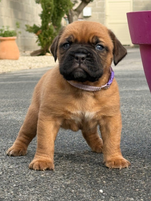 Les chiots de Dogue de Bordeaux