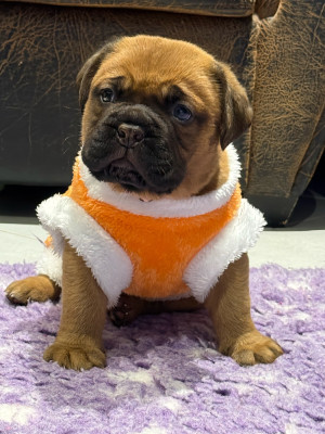 Les chiots de Dogue de Bordeaux