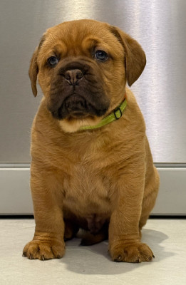 Les chiots de Dogue de Bordeaux