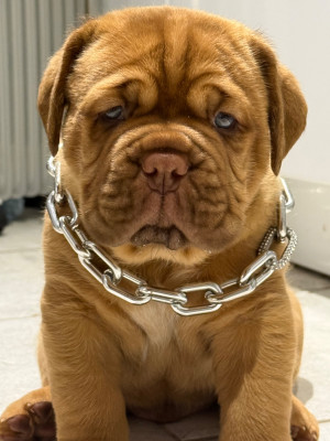 Les chiots de Dogue de Bordeaux