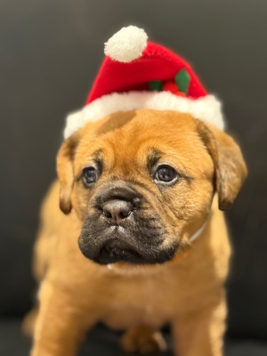 Les chiots de Dogue de Bordeaux