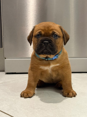 Les chiots de Dogue de Bordeaux