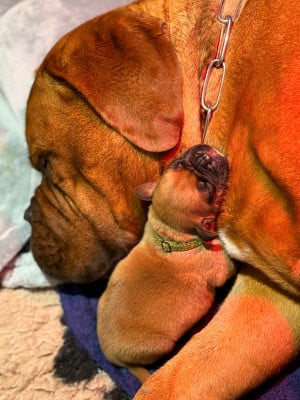 Les chiots de Dogue de Bordeaux