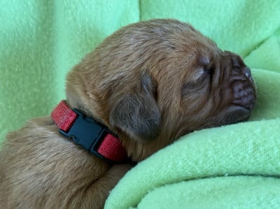 Les chiots de Dogue de Bordeaux