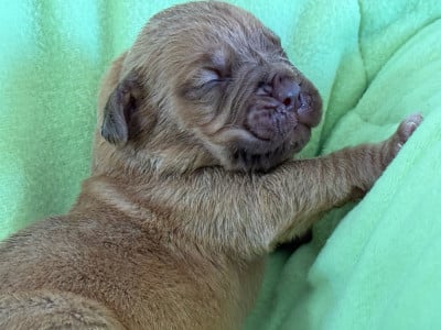 Les chiots de Dogue de Bordeaux