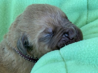 Les chiots de Dogue de Bordeaux