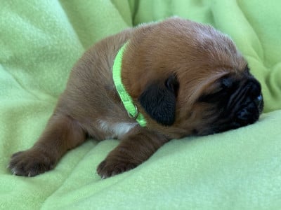 Les chiots de Dogue de Bordeaux