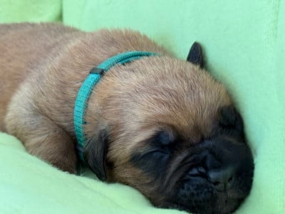 Les chiots de Dogue de Bordeaux