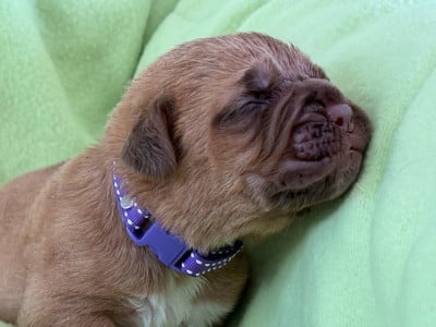 Les chiots de Dogue de Bordeaux