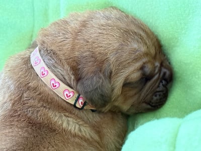 Les chiots de Dogue de Bordeaux