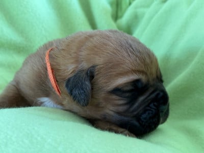 Les chiots de Dogue de Bordeaux