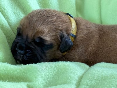 Les chiots de Dogue de Bordeaux