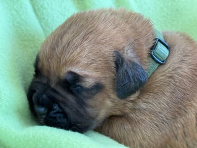 Les chiots de Dogue de Bordeaux
