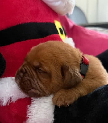 Les chiots de Dogue de Bordeaux