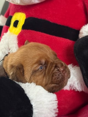 Les chiots de Dogue de Bordeaux