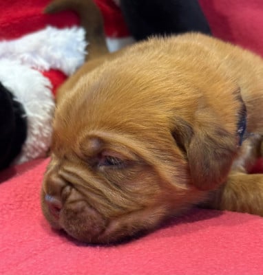 Les chiots de Dogue de Bordeaux