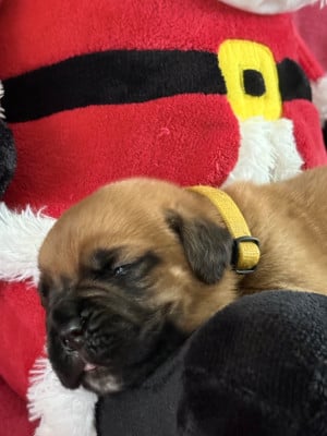 Les chiots de Dogue de Bordeaux