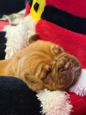 Les chiots de Dogue de Bordeaux