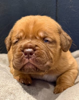 Les chiots de Dogue de Bordeaux