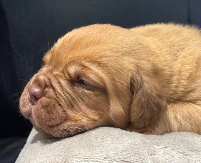 Les chiots de Dogue de Bordeaux